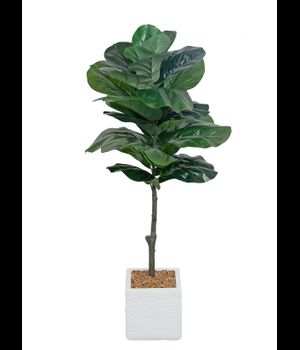 TREE: WH SQ POT/FIDDLELEAF FIG